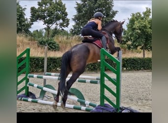 KWPN, Jument, 10 Ans, 162 cm, Noir