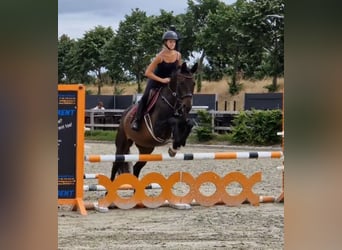 KWPN, Jument, 10 Ans, 162 cm, Noir