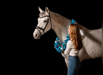 KWPN, Jument, 10 Ans, 166 cm, Gris pommelé
