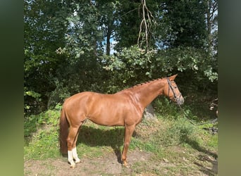 KWPN, Jument, 10 Ans, 167 cm, Alezan