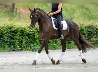 KWPN, Jument, 10 Ans, 169 cm, Alezan