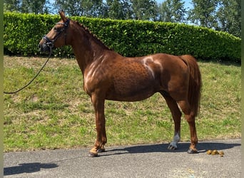 KWPN, Jument, 10 Ans, 170 cm, Alezan