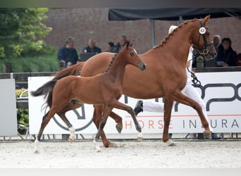 KWPN, Jument, 10 Ans, 170 cm, Alezan