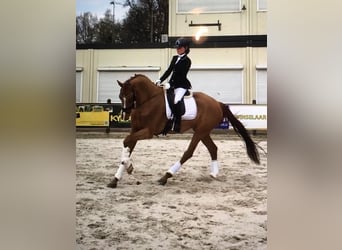 KWPN, Jument, 10 Ans, 170 cm, Alezan