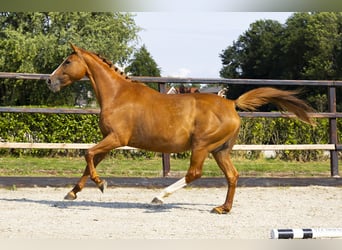 KWPN, Jument, 11 Ans, 158 cm, Alezan