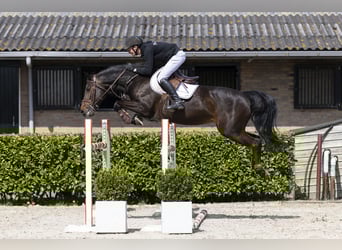 KWPN, Jument, 11 Ans, 160 cm