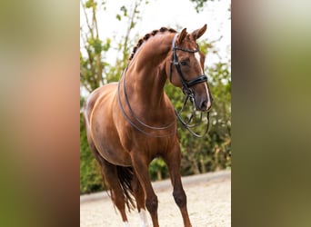 KWPN, Jument, 11 Ans, 167 cm, Alezan brûlé