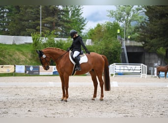 KWPN, Jument, 11 Ans, 167 cm, Alezan