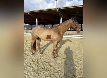 KWPN, Jument, 11 Ans, 167 cm, Alezan