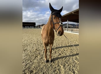 KWPN, Jument, 11 Ans, 167 cm, Alezan