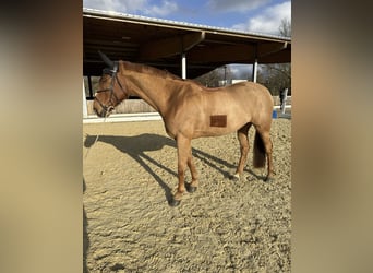 KWPN, Jument, 11 Ans, 167 cm, Alezan