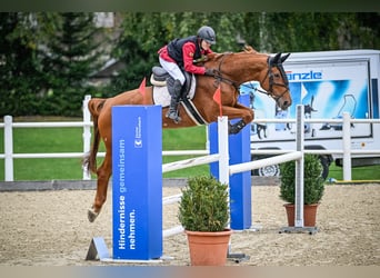 KWPN, Jument, 11 Ans, 167 cm, Alezan