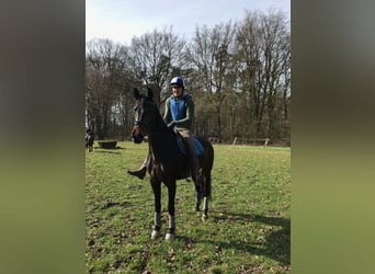 KWPN, Jument, 11 Ans, 167 cm, Bai brun