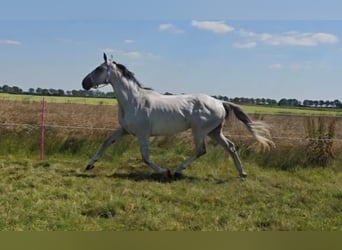 KWPN, Jument, 11 Ans, 169 cm, Gris moucheté