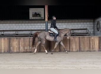 KWPN, Jument, 12 Ans, 165 cm, Alezan brûlé