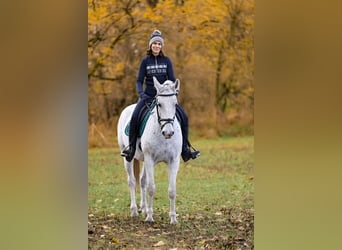 KWPN Croisé, Jument, 12 Ans, 165 cm, Gris pommelé