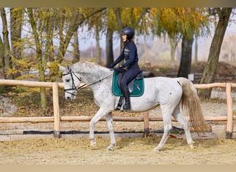 KWPN Croisé, Jument, 12 Ans, 165 cm, Gris pommelé