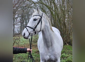 KWPN, Jument, 12 Ans, 166 cm, Gris pommelé