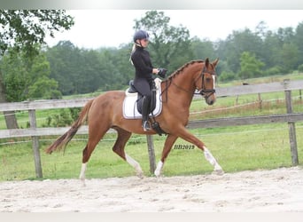 KWPN, Jument, 12 Ans, 167 cm, Alezan