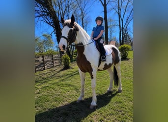 KWPN, Jument, 12 Ans, 168 cm, Tobiano-toutes couleurs