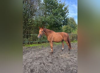 KWPN, Jument, 12 Ans, 170 cm, Alezan