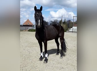 KWPN, Jument, 12 Ans, 170 cm, Noir