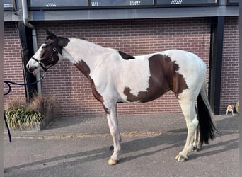 KWPN, Jument, 12 Ans, 170 cm, Tobiano-toutes couleurs