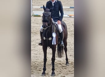 KWPN, Jument, 12 Ans, 171 cm, Noir