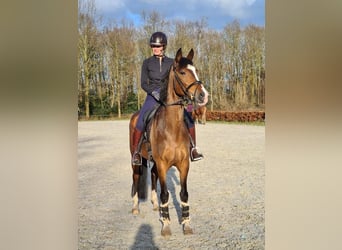 KWPN, Jument, 13 Ans, 162 cm, Bai
