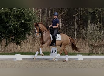 KWPN, Jument, 13 Ans, 167 cm, Alezan