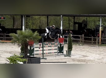 KWPN, Jument, 13 Ans, 168 cm, Noir