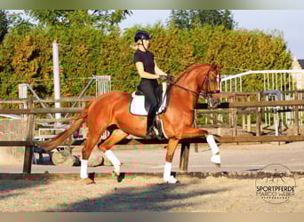 KWPN, Jument, 13 Ans, 172 cm, Alezan