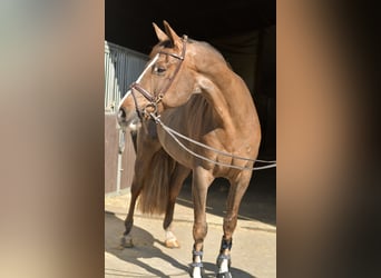 KWPN, Jument, 14 Ans, 165 cm, Alezan brûlé