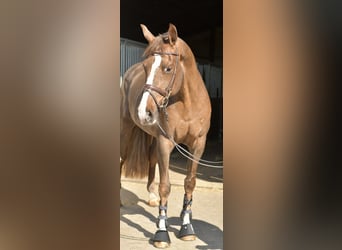 KWPN, Jument, 14 Ans, 165 cm, Alezan brûlé