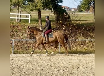 KWPN, Jument, 14 Ans, 167 cm, Alezan