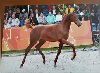KWPN, Jument, 14 Ans, 168 cm, Alezan brûlé