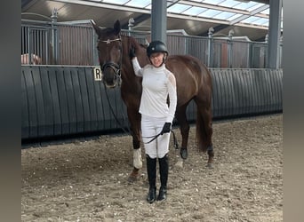 KWPN, Jument, 15 Ans, 170 cm, Alezan brûlé