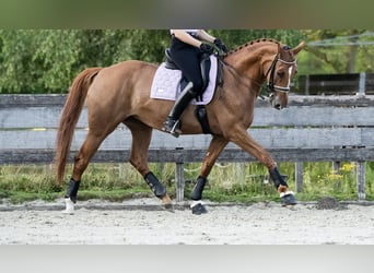KWPN, Jument, 15 Ans, 172 cm, Alezan
