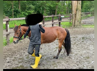 KWPN, Jument, 16 Ans, 127 cm, Bai