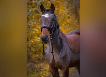 KWPN Croisé, Jument, 16 Ans, 165 cm, Bai
