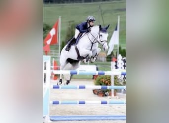 KWPN, Jument, 16 Ans, 167 cm, Gris