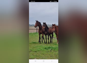 KWPN, Jument, 1 Année, 160 cm, Bai