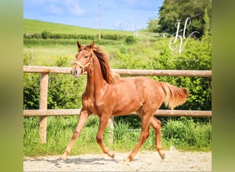 KWPN, Jument, 1 Année, Alezan brûlé