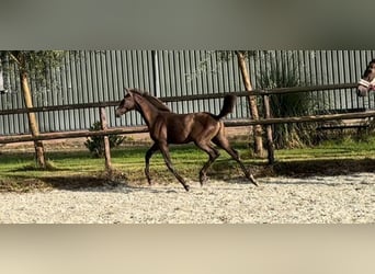 KWPN, Jument, 1 Année, Bai brun