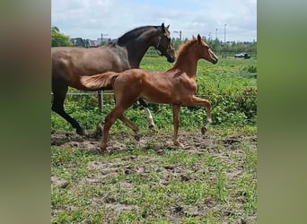 KWPN, Jument, 1 Année