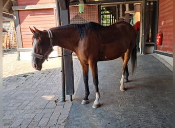 KWPN, Jument, 20 Ans, 168 cm, Bai