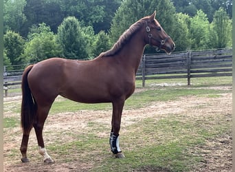 KWPN, Jument, 2 Ans, 157 cm, Alezan brûlé