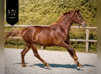KWPN, Jument, 2 Ans, 160 cm, Alezan brûlé