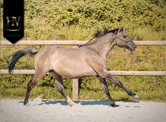 KWPN, Jument, 2 Ans, 160 cm, Grullo