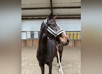 KWPN, Jument, 2 Ans, 163 cm, Bai brun